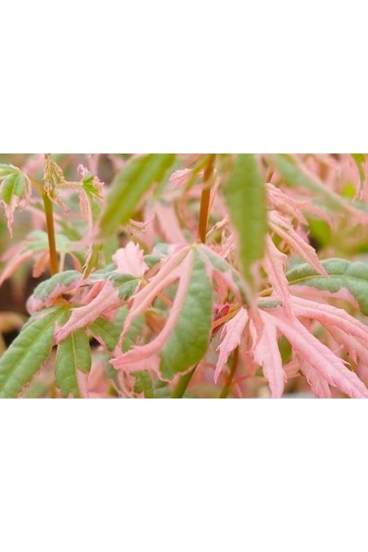 Клен пальмолистий Ліоші / Японський клен Ліоші